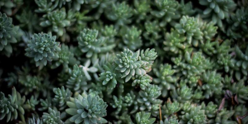 从科技新闻到购买决策:深度手机资讯案例分析