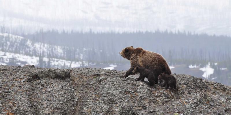 智能手机中框材质全对比：金属、塑料与陶瓷的优劣与选择指南